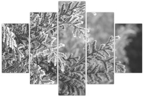 Kép - Lucfenyő erdő (150x105 cm)