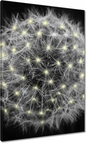 Vászonkép 70x100 Pitypang Virág Virágok