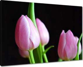 Vászonkép 70x50 Lila tulipánok