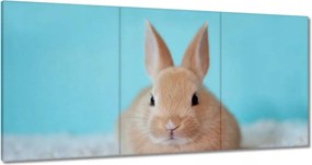 Festmények 120x60 Nyuszi