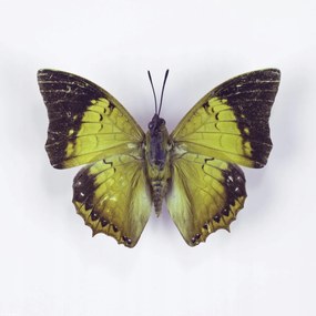 Poszter 30x30cm Pillangó fehér alapon 7, Assaf Frank