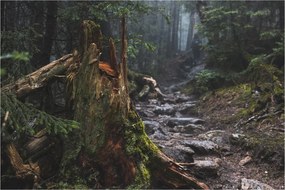 Kép - Az erdőben (90x60 cm)
