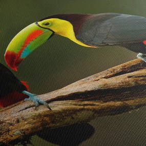 Ülő tukánok képe, Costa Rica (150x105 cm)