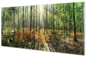 Üvegképek Forest nyírfa 120x60cm 2 fogas