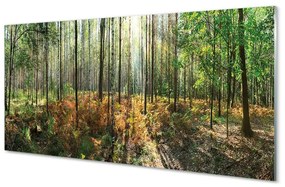 Üvegképek Forest nyírfa 125x50 cm