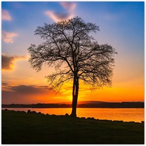 Poszterek 100x100 Fa naplemente