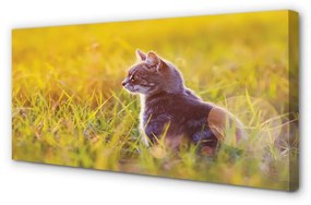 Canvas képek vadászat macska 100x50 cm
