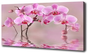 Egyedi vászonkép Rózsaszín orchidea oc-79883275