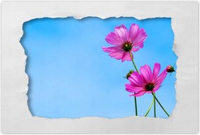 Poszterek 90x60 Kozmikus virágok