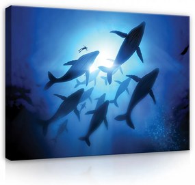 Vászonkép, Delfin raj 80x60 cm méretben