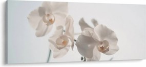 Fehér orchidea képe (120x50 cm)