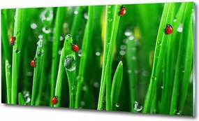 Fotótapéta falra edzett üveg Verbéna 125x50