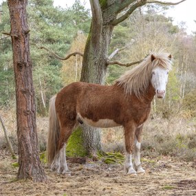 Poszter 90x90cm Ló az erdőben, Assaf Frank