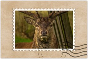 Poszterek 90x60 Szarvas tekintet