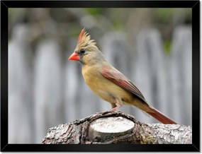 Poszterek keretben 40x30 Északi bíboros madár
