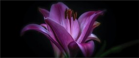 A liliom képe (120x50 cm)