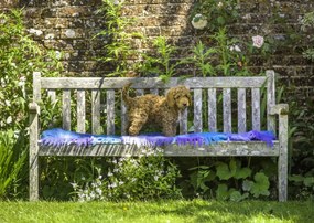 Poszter 84x59,5cm Bájos kiskutya, Assaf Frank