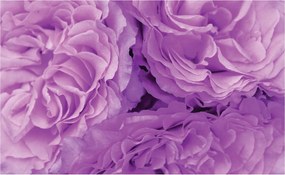 Tapéta Lila rózsák Elegancia természet pasztell színekben 250x175 +ragasztó