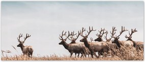Fotótapéta flizelina 250x104 Szarvasok felhője