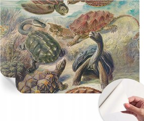 Öntapadós Dekoratív Fotótapéta Hálószobába Teknős állatvilág 104x70 cm