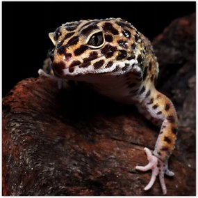 Poszterek 140x140 Gekkó leopárd gyík
