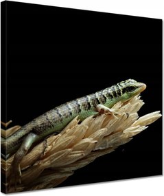 Vászonkép 30x30 Indonéz gyík