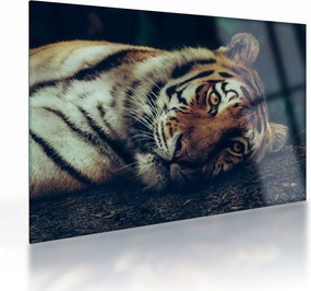 Kép - Szibériai tigris (üvegen) (70x50 cm)