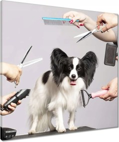 Vászonkép 60x60 Kutya szépségszalon