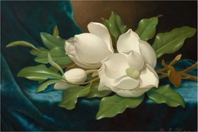 Kép - Martin Johnson Heade, Giant Magnolias on a Blue Velvet Cloth, reprodukciók (90x60 cm)