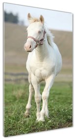 Akrilkép Ló albínó oav-51207060