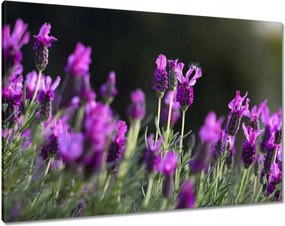 Vászonkép 100x70 Lila virágok
