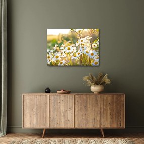 Kép - Százszorszépek (70x50 cm)