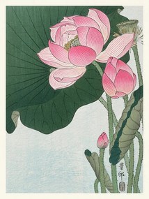 Reprodukció Blooming Lotus, Ohara Koson