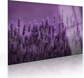 Üveg kép - Levendula (70x50 cm)