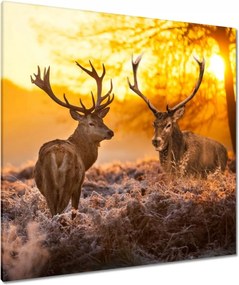Vászonkép 90x90 Szarvasok a hajnalban