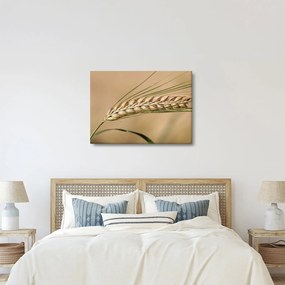 Kép - Búza (70x50 cm)