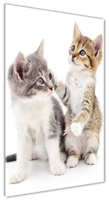 Üvegkép Két kis macska osv-120060855