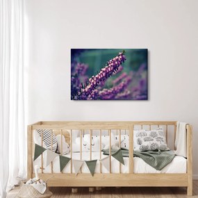 Levandula képe (90x60 cm)