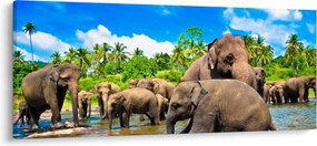 Kép - Elefántok, Sri Lanka (120x50 cm)