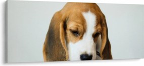 Beagle képe (120x50 cm)
