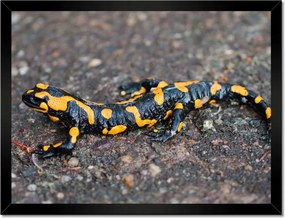 Poszterek keretben 40x30 Foltos szalamandra