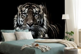 Fototapeta tigris