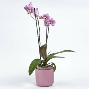 Plastia öntözőedény Tolita Air rózsaszín, átmérő19 cm, 19 cm átmérőjű