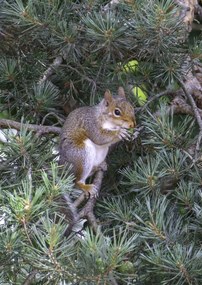 Poszter 29,7x42cm Mókus, Assaf Frank