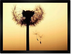 Poszterek keretben 40x30 Pitypang Virág Virágok