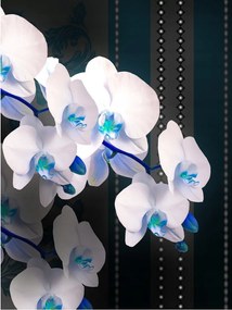 Fotótapéta Fehér orchideák Elegancia és stílus a falon 206x275 +ragasztó