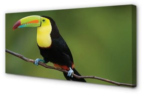 Canvas képek Színes papagáj egy ágon 125x50 cm