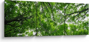 Kép - Kilátás a fák tetejére (órával) (90x30 cm)