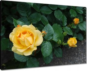 Vászonkép 70x50 Sárga rózsa