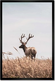 Poszter keretben 40x60 Szarvascsorda Szarvak